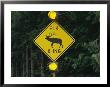 Worlds First Elk-Activated Crosswalk Sign In Sequim, Washington by Melissa Farlow Limited Edition Print