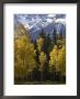 Fall Colors Of Aspens With Evergreens, Near Ouray, Colorado by James Hager Limited Edition Print