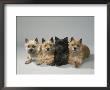 Cairn-Terrier by Petra Wegner Limited Edition Pricing Art Print