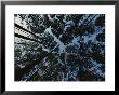 View Looking Up At The Tops Of Loblolly Pine Trees by Bates Littlehales Limited Edition Print