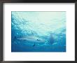 A Blue Shark Swims Under A Kayak by Nick Caloyianis Limited Edition Print