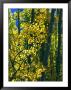 Sunlight Filters Through The Autumn Leaves Of Aspen Trees by Melissa Farlow Limited Edition Print