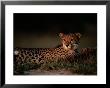 A Portrait Of An African Cheetah And Her Cub Relaxing In The Sun by Chris Johns Limited Edition Pricing Art Print