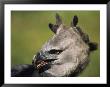 A Portrait Of A Harpy Eagle In Venezuela by Ed George Limited Edition Print