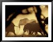 African Elephants On The Move During The Dry Season by Beverly Joubert Limited Edition Print
