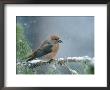 A Red Crossbill Weathers A Snowstorm In A Pinetree by Michael S. Quinton Limited Edition Print