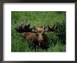 Bull Moose In Velvet, Alaska by Michael S. Quinton Limited Edition Print