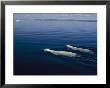 A Pair Of Polar Bears Swimming In The Waters Of Wager Bay by Norbert Rosing Limited Edition Print