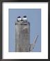 Two Birds Perched On A Post by Kenneth Garrett Limited Edition Pricing Art Print