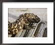 Close View Of A Gila Monster by Walter Meayers Edwards Limited Edition Print