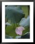 A Delicate Pink Blossom Adorns A Lotus Plant by Jodi Cobb Limited Edition Print