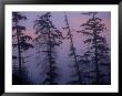 Morning Fog Shrouds Trees In The Reserve by Raymond Gehman Limited Edition Print