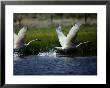 Trumpeter Swans, North Americas Largest Waterfowl by Raymond Gehman Limited Edition Print