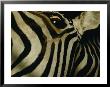 Zebra by Steve Winter Limited Edition Print