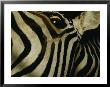 Zebra by Steve Winter Limited Edition Pricing Art Print