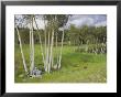 Aspen Trees, Shoshone National Forest, Wyoming by Raymond Gehman Limited Edition Print