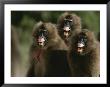 Three Female Geladas, Theropithecus Gelada, Bare Their Teeth by Michael Nichols Limited Edition Print