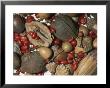 Walnuts, Acorns, Berries, And Persimmons by Brian Gordon Green Limited Edition Pricing Art Print