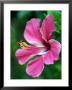 Hibiscus Flower In Morro Negrito, Chiriqui, Panama by Paul Kennedy Limited Edition Print