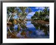 Creek Lined With River Red Gum Near Hermannsaburg, Northern Territory, Australia by Ross Barnett Limited Edition Print