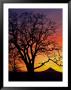 Oak Tree Framing Mt. Hood At Sunset, Columbia River Gorge National Scenic Area, Oregon, Usa by Steve Terrill Limited Edition Print
