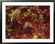 Northern Pitcher Plants In Sphagnum Or Peat Moss, Upper Peninsula, Michigan, Usa by Mark Carlson Limited Edition Print