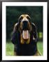 Portrait Of A Bloodhound by James L. Stanfield Limited Edition Print