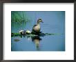 Red-Billed Duck Standing On Lotus Leaves In A Pond by Beverly Joubert Limited Edition Print