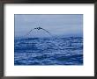 Head-On View Of An Albatross Skimming The Waters Surface by Maria Stenzel Limited Edition Print
