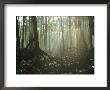 Tangle Of Buttressed Roots In A Misty Forest With Beams Of Sunlight by Tim Laman Limited Edition Print
