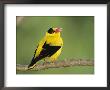 Golden Oriole Sitting On A Tree Branch by Tim Laman Limited Edition Print