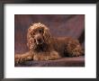 English Cocker Spaniel Lying Down With Head Tilted To One Side by Adriano Bacchella Limited Edition Print