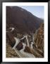 Winding Mountain Road, Dades Gorge, Morocco, North Africa, Africa by Christian Kober Limited Edition Print