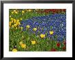 A Garden Of Colorful Tulips And Grape Hyacinths In New York City by Raul Touzon Limited Edition Print