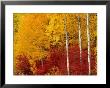 Aspen Trees In Autumn, Wenatchee National Forest, Washington, Usa by Jamie & Judy Wild Limited Edition Print