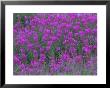 Blooming Fireweed by Michael Melford Limited Edition Pricing Art Print