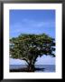 Red Mangrove, Turtle Key, 10,000 Islands, Everglades, Florida, Usa by Connie Bransilver Limited Edition Print