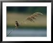 A Song Sparrow Is Perched On A Tall Weed by Bates Littlehales Limited Edition Pricing Art Print