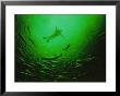 A Diver Descends Into A Vortex Of 50,000 Farmed Salmon To Check Nets by Paul Nicklen Limited Edition Pricing Art Print