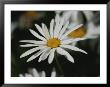 A Close View Of A Spreading Fleabane by Raymond Gehman Limited Edition Print