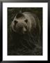 Close Frontal View Of A Huge Grizzly (Ursus Arctos Horribilis) In A Pine Wood by Michael S. Quinton Limited Edition Print