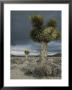 Stormy Clouds Brew Over The Mojave Desert And Beaked Yucca Plants by Gordon Wiltsie Limited Edition Print