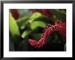 Red Ginger Flower, Charlotte Amalie, St. Thomas by Walter Bibikow Limited Edition Print