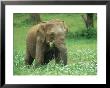 Asian Elephant, Cow Feeding, Sri Lanka by Mary Plage Limited Edition Print