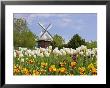 Mi, Holland Tulip Festival, Windmill And Flowers by Dennis Macdonald Limited Edition Print