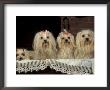 Four Maltese Dogs Sitting Together With One Lying Down by Adriano Bacchella Limited Edition Print