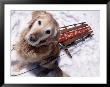 Dog And Old Sled, Breckenridge, Co by Bob Winsett Limited Edition Print