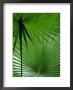 Tropical Grasses, Nadi, Viti Levu by Walter Bibikow Limited Edition Print