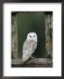 Barn Owl, In Old Farm Building Window, Scotland, Uk Cairngorms National Park by Pete Cairns Limited Edition Print