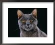 Domestic Cat, Korat Male Portrait by Jane Burton Limited Edition Pricing Art Print